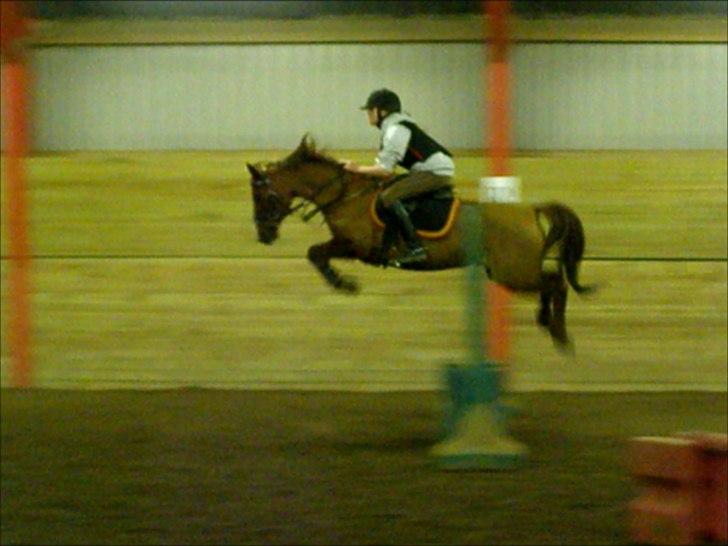 DSP Nørlunds Sacha - 120 cm. :-)) <3. billede 9