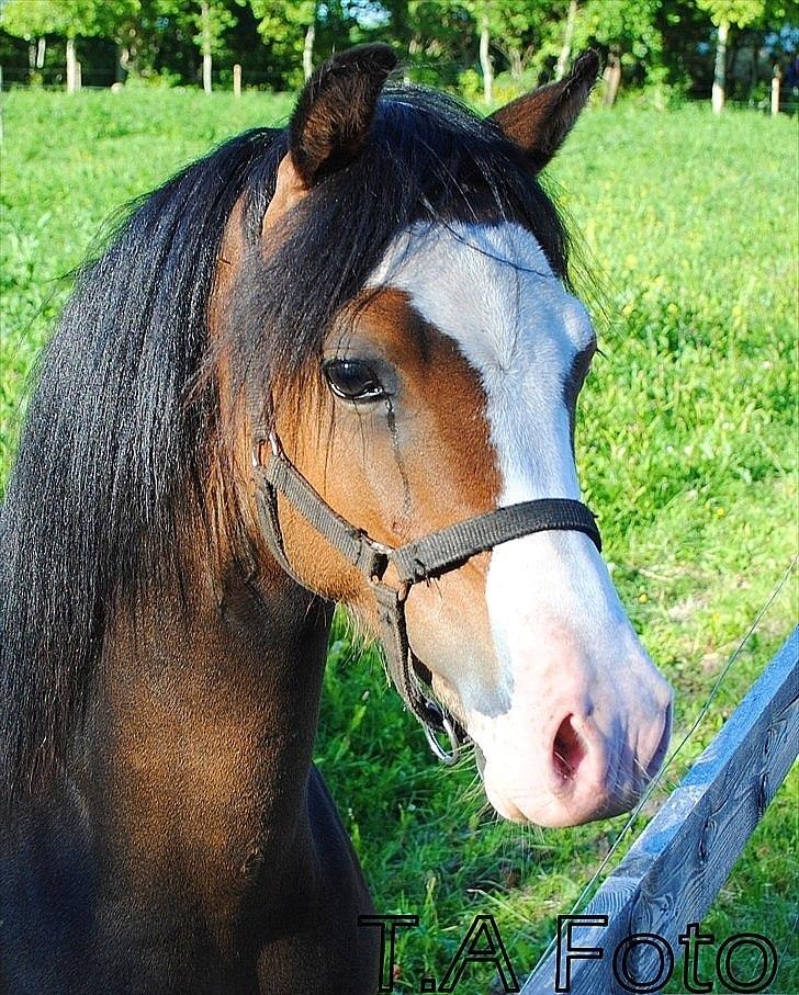 Welsh Pony (sec B) Korreborgs Bobbi billede 3