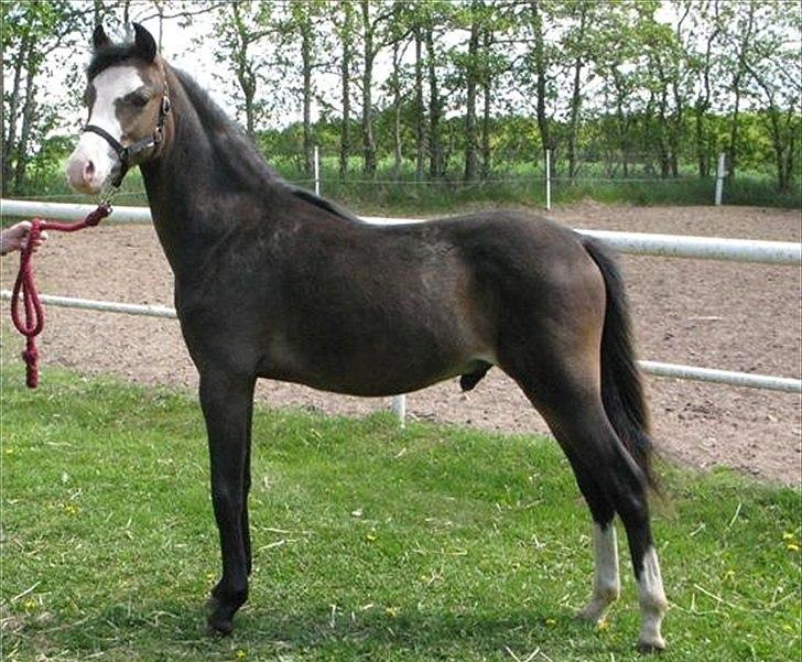 Welsh Pony (sec B) Korreborgs Bobbi billede 4