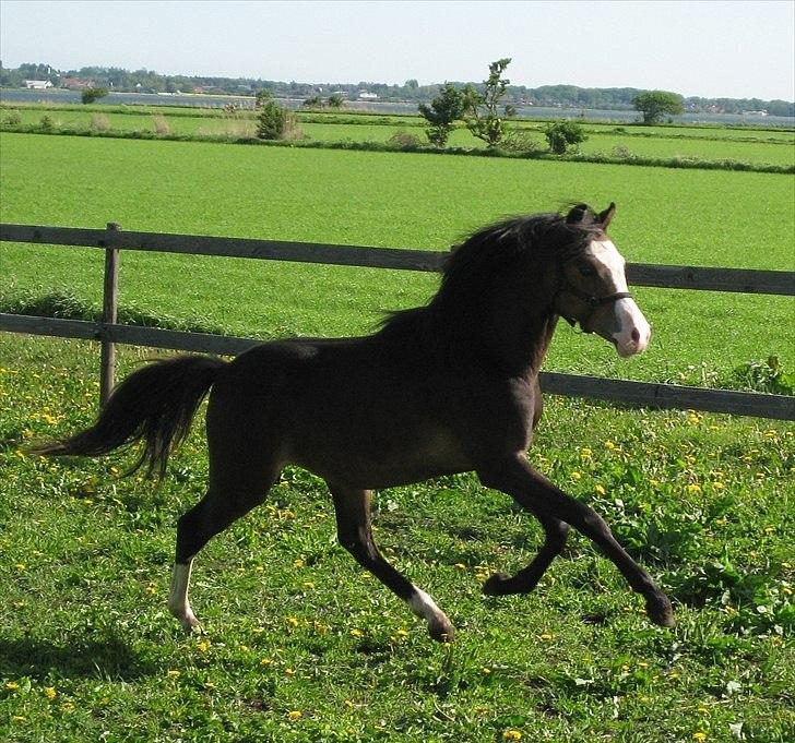 Welsh Pony (sec B) Korreborgs Bobbi billede 5
