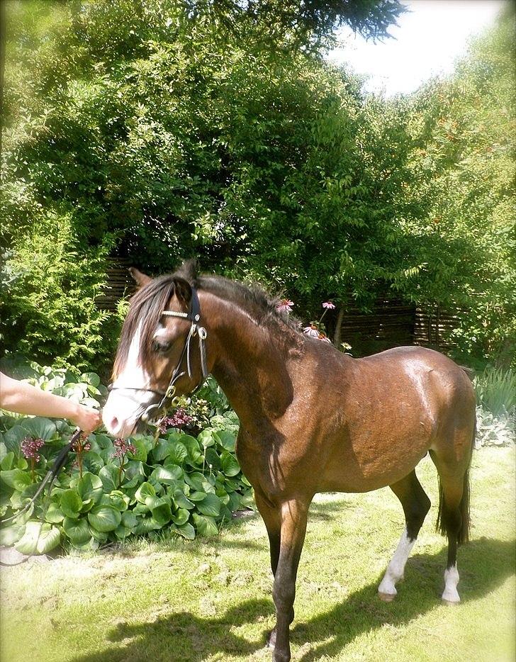 Welsh Pony (sec B) Korreborgs Bobbi billede 6