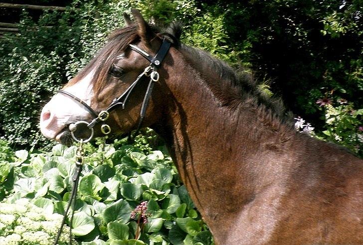 Welsh Pony (sec B) Korreborgs Bobbi billede 7