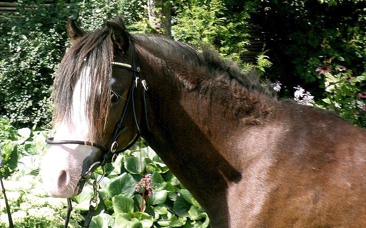 Welsh Pony (sec B) Korreborgs Bobbi billede 8