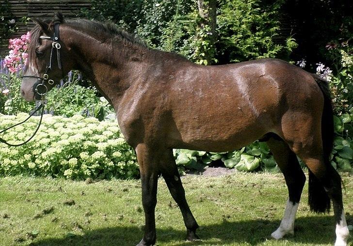 Welsh Pony (sec B) Korreborgs Bobbi billede 9