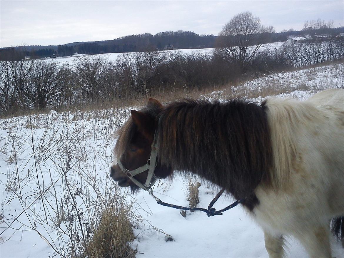 Shetlænder Prins Ludwig - På tur i grime og cordeo! ♥ billede 7
