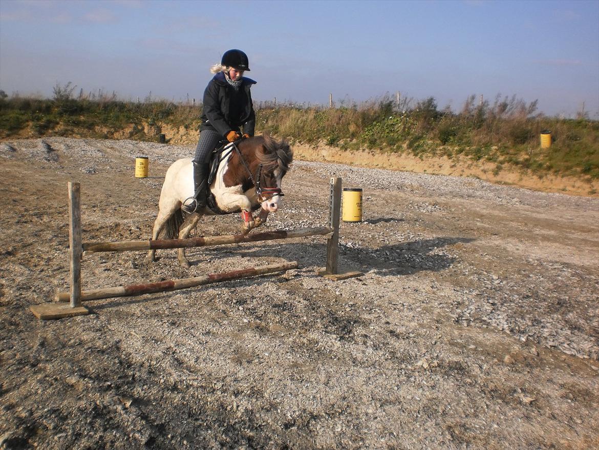 Shetlænder Prins Ludwig - Springning med gammel part Cecilie :) ♥ billede 8