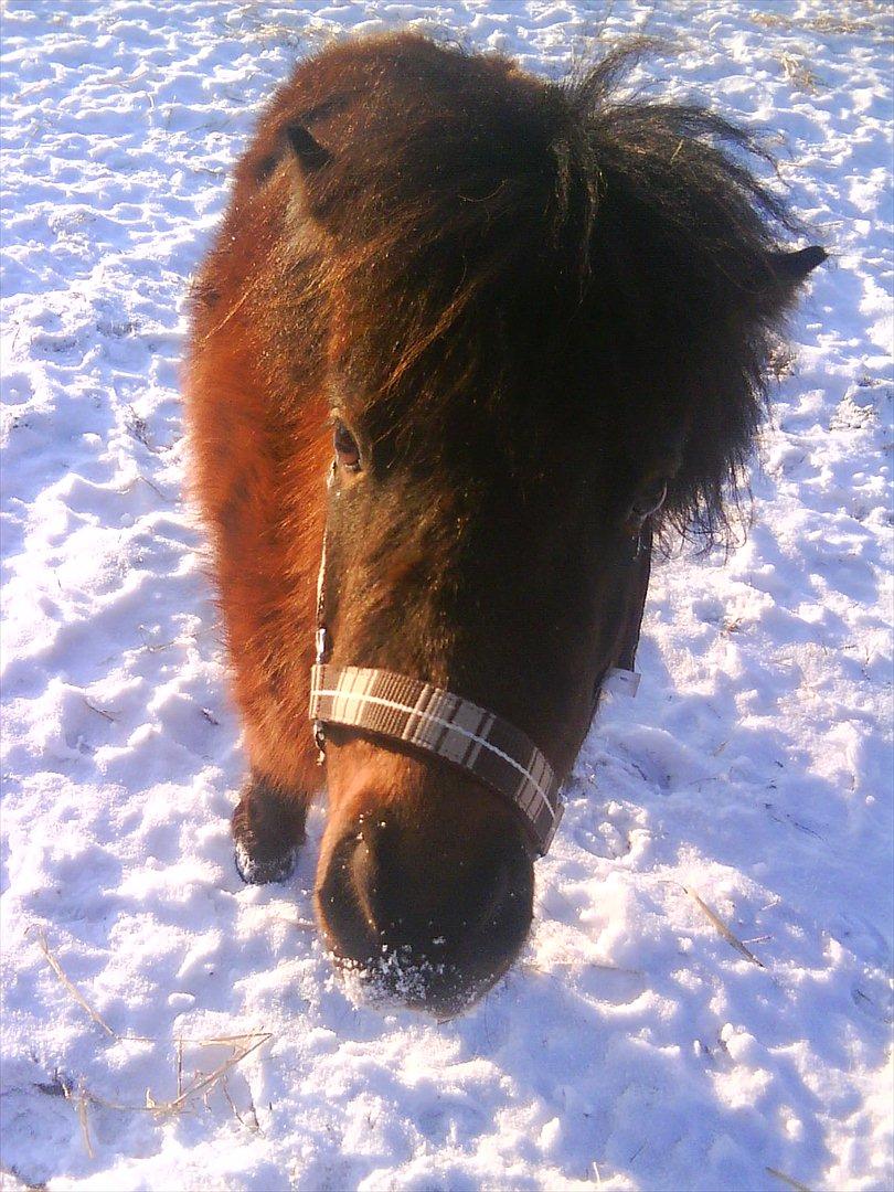 Shetlænder Malou (Marabou) billede 2