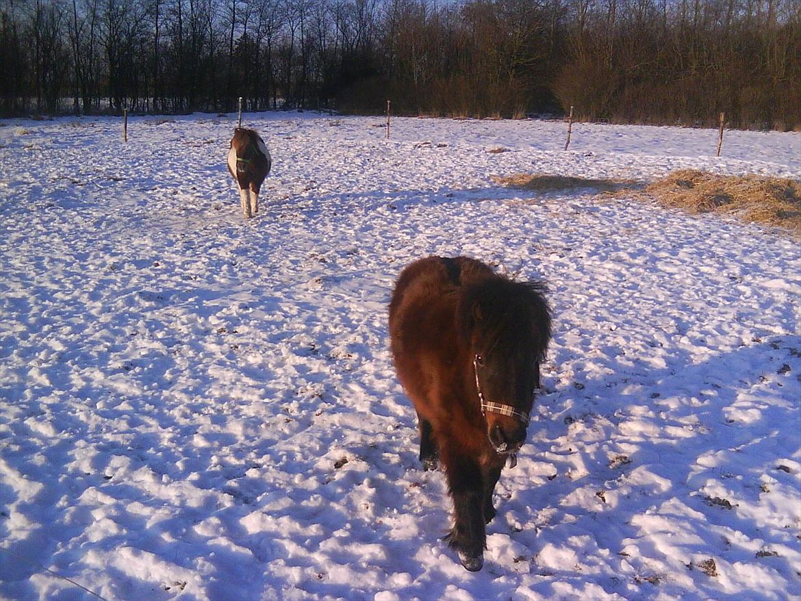Shetlænder Malou (Marabou) billede 3