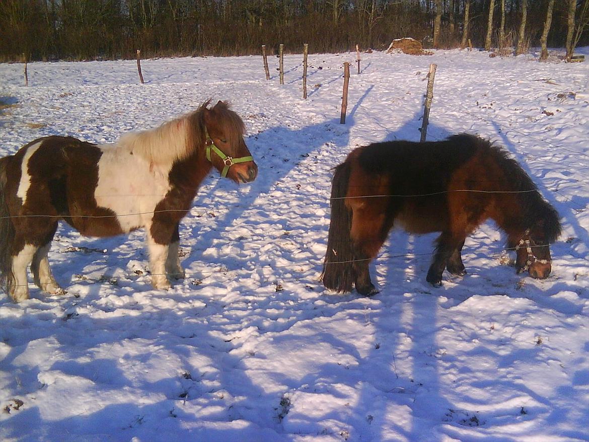 Shetlænder Malou (Marabou) billede 4