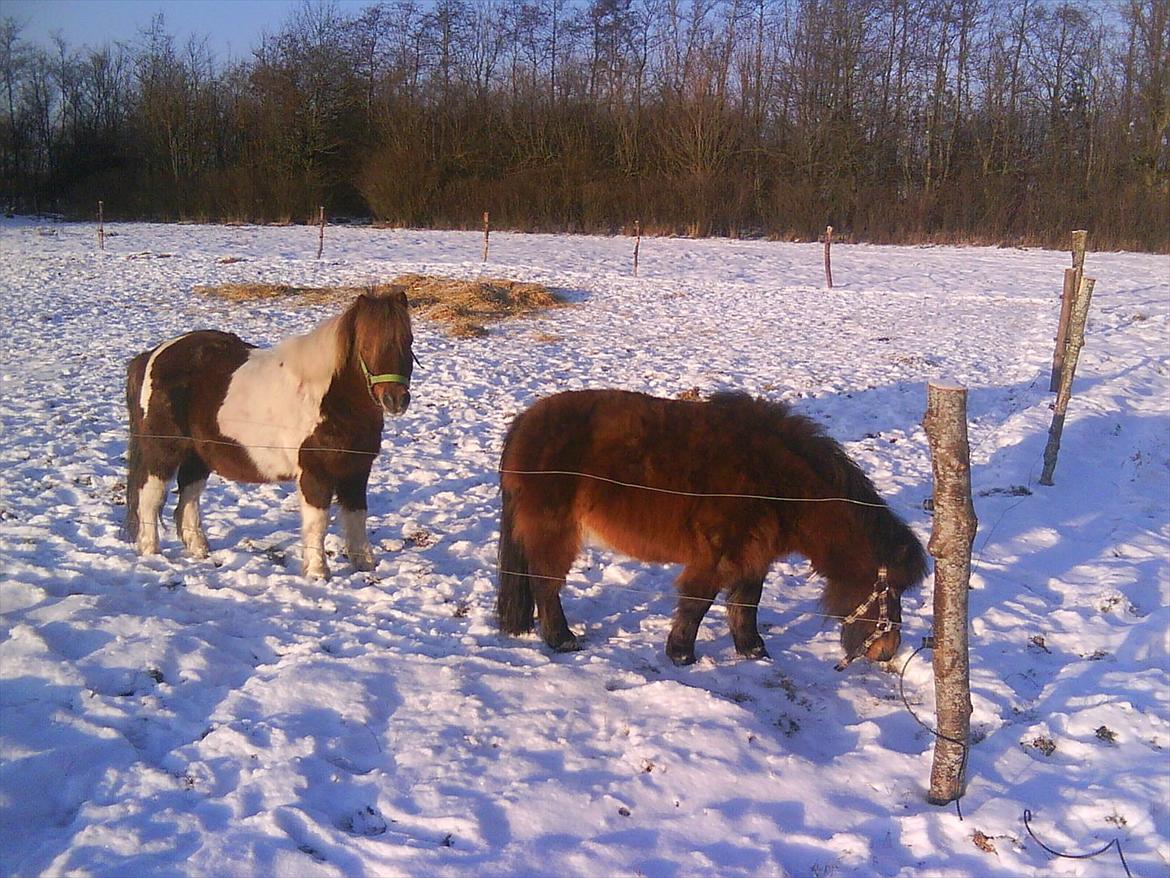 Shetlænder Malou (Marabou) billede 5