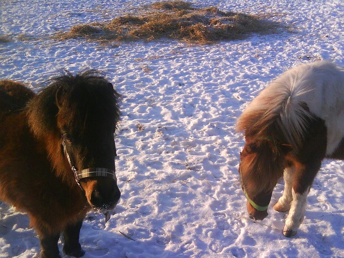 Shetlænder Malou (Marabou) billede 6