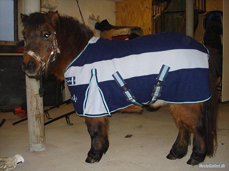 Shetlænder Malou (Marabou) billede 7