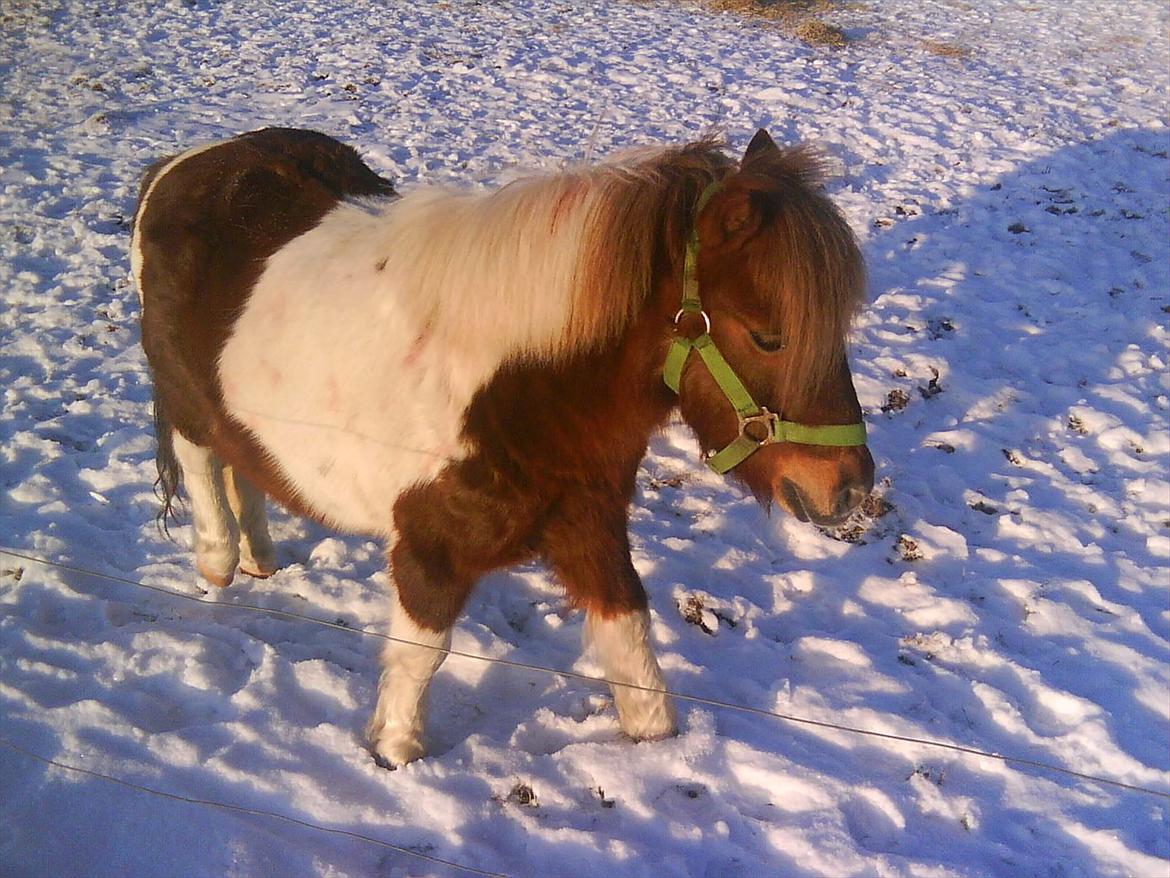 Shetlænder Bambino billede 3
