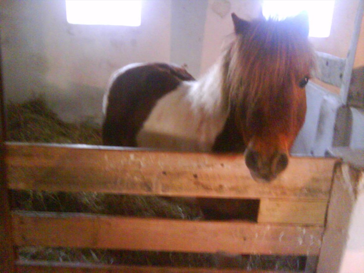 Shetlænder Bambino billede 4