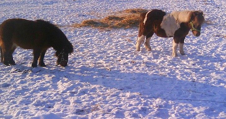 Shetlænder Bambino billede 7