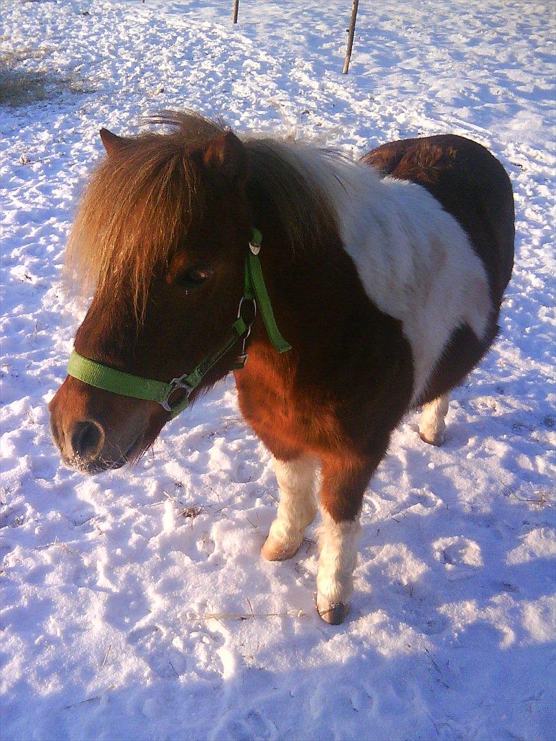 Shetlænder Bambino billede 8
