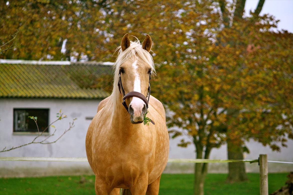 Palomino Cholé *Avlshoppe - Prinsessen i November ;i  billede 5