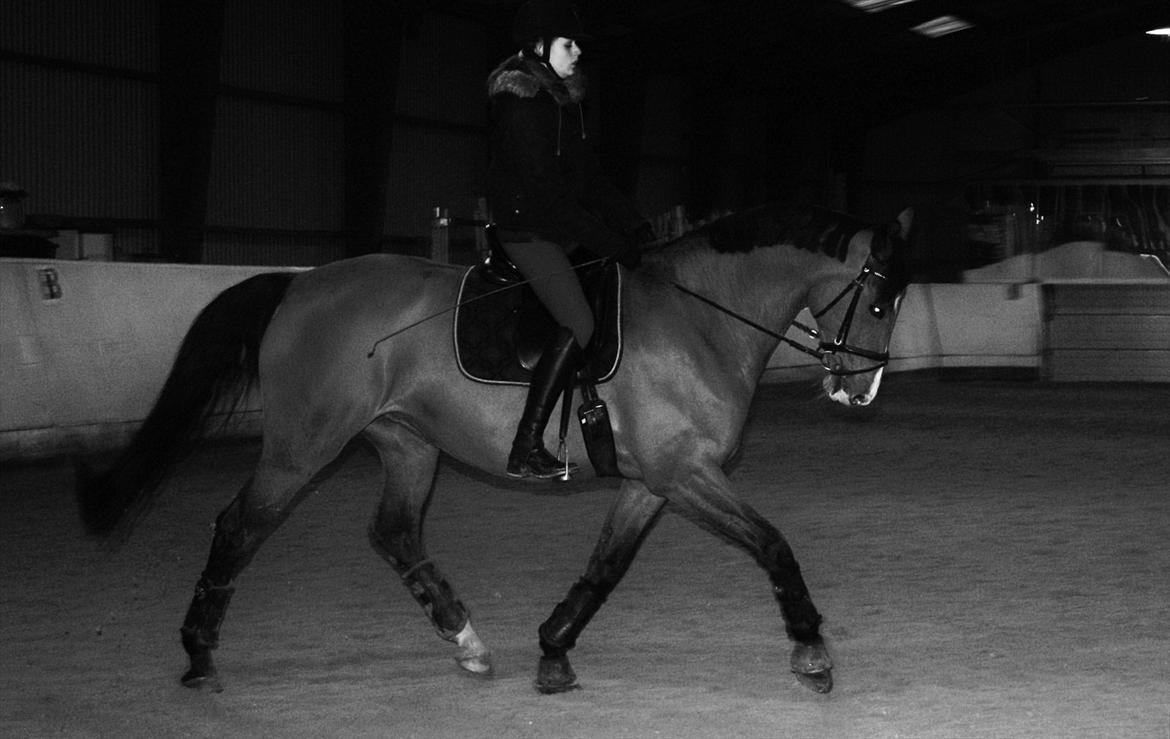 Dansk Varmblod RDH • Capella • - Dejlig aftentræning med Capella d.10.02.2012... billede 13