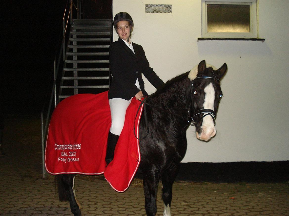 Welsh Pony af Cob-type (sec C) Dorthealyst Princess-Lea billede 20