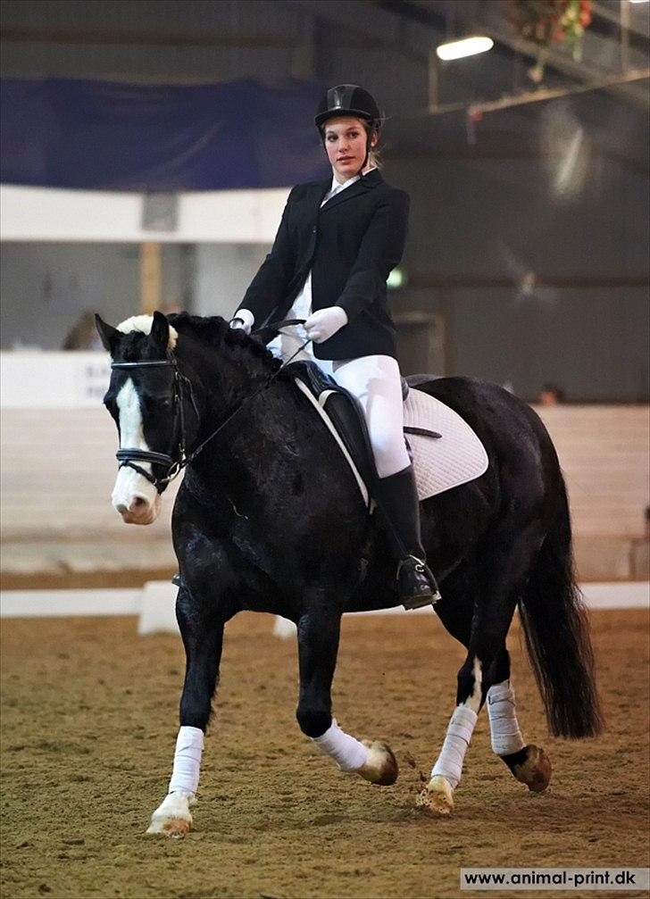 Welsh Pony af Cob-type (sec C) Dorthealyst Princess-Lea billede 19