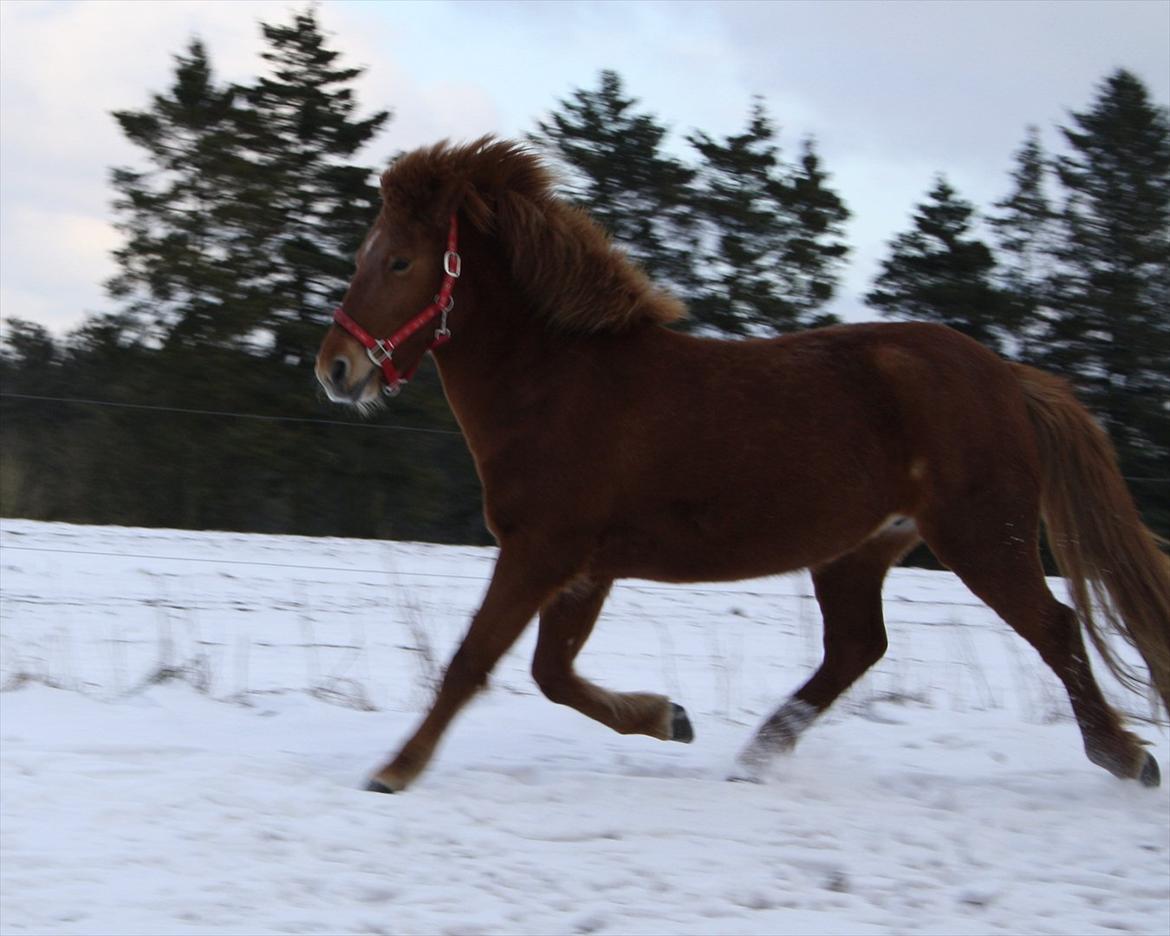 Islænder Fäla Fra Store Ørts - min krigshest!! ;) <3 billede 10