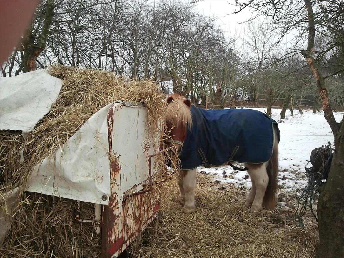 Shetlænder Little Star billede 7