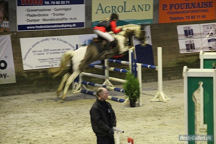 Pinto ZENIA  - andet C-stævne, ULC 2012 billede 16