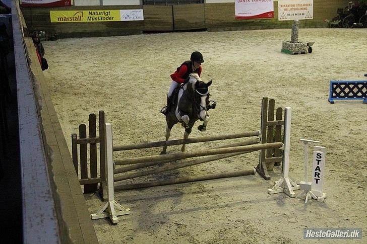 Pinto ZENIA  - Hendes andet C-stævne, ULC 2012
 billede 17