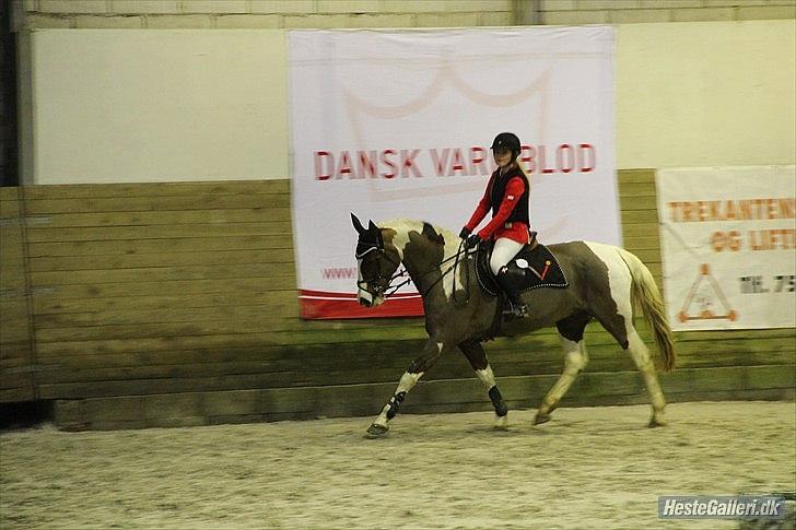 Pinto ZENIA  - andet C-stævne, ULC 2012 billede 18