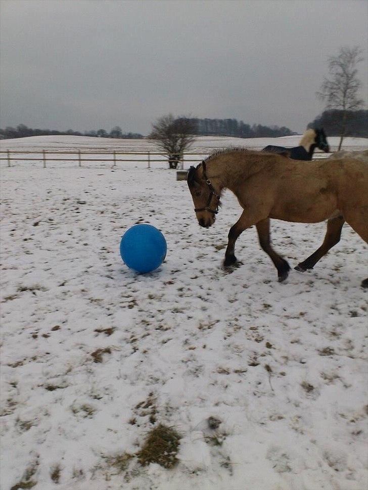 Anden særlig race Harbygaards Eddie Murphy billede 16