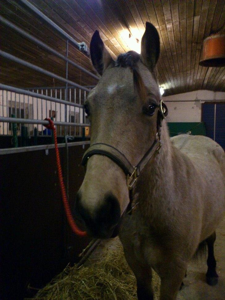 Anden særlig race Harbygaards Eddie Murphy billede 3