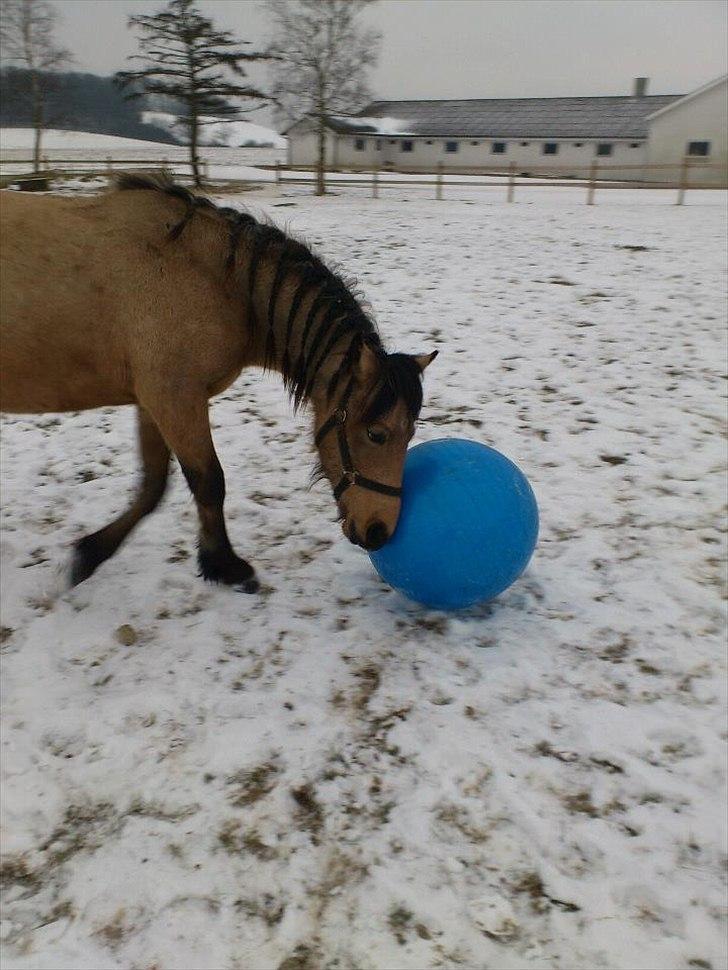 Anden særlig race Harbygaards Eddie Murphy billede 17