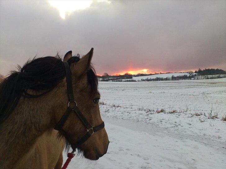 Anden særlig race Harbygaards Eddie Murphy billede 18