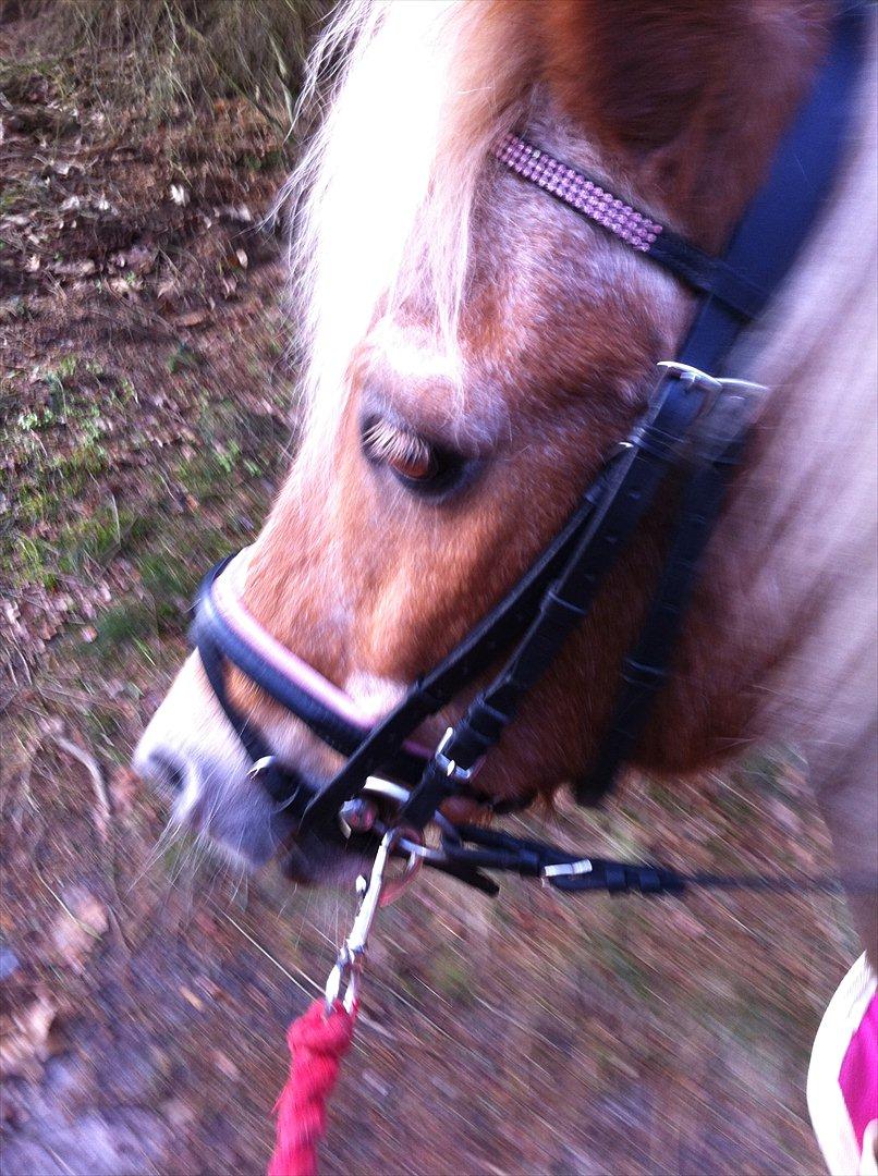 Shetlænder Lille Prins <3 JEG ELSKER DIG<3 - jeg er så GLAD<3<3<3<3 billede 3