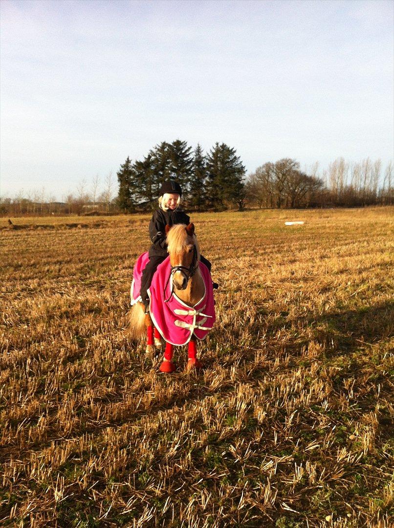 Shetlænder Lille Prins <3 JEG ELSKER DIG<3 - ude på en stup mark billede 5