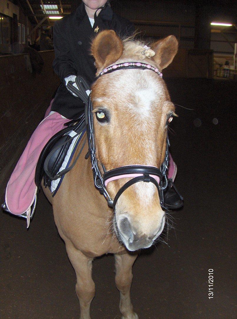 Shetlænder Lille Prins <3 JEG ELSKER DIG<3 - Stævne i Hammerum! <3 billede 6