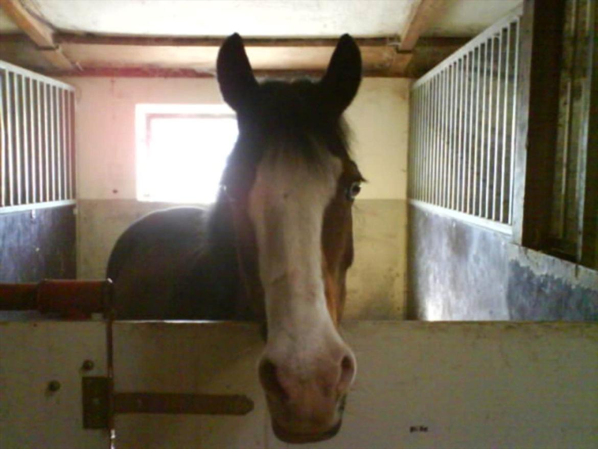 Welsh Pony (sec B) Mille billede 1