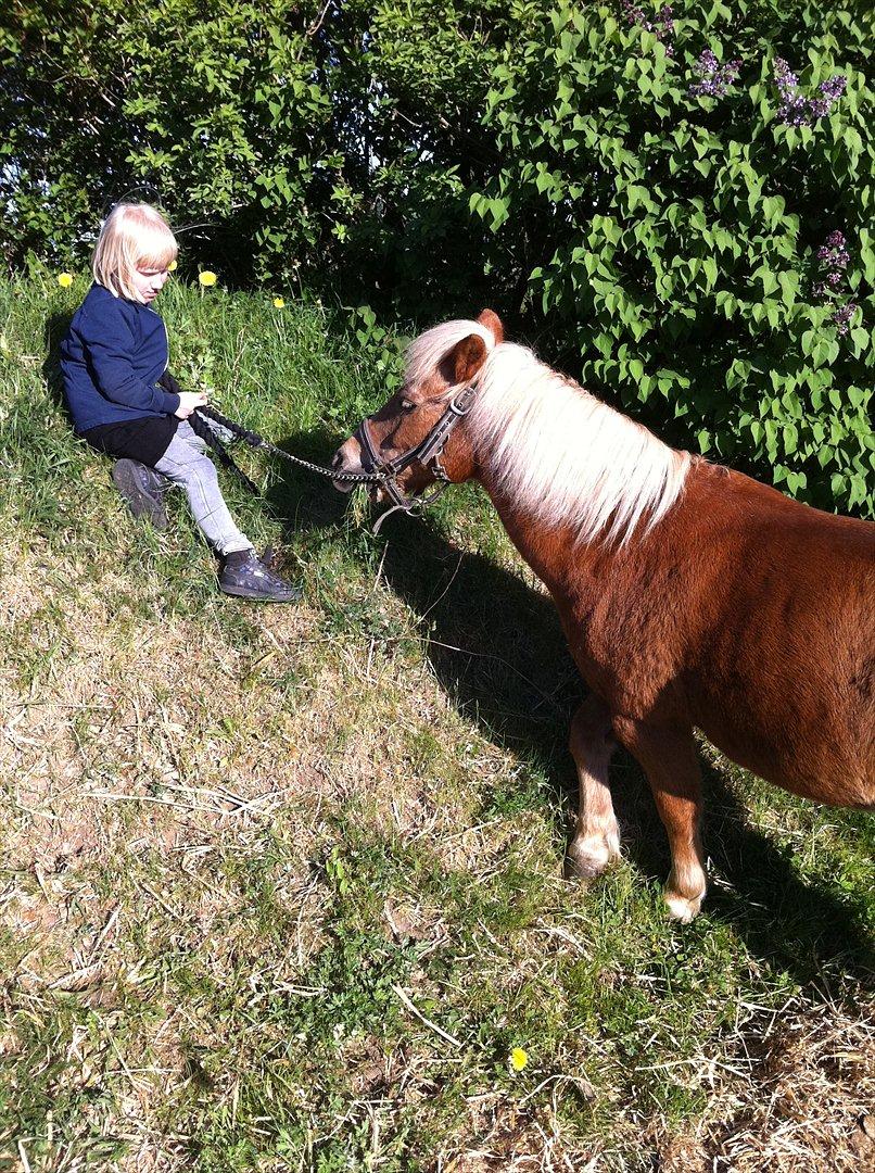 Shetlænder Lille Prins <3 JEG ELSKER DIG<3 - Hygger med prins og han får lige en græsser om aften <3 :-D sammen med Sky jumper :-) billede 10