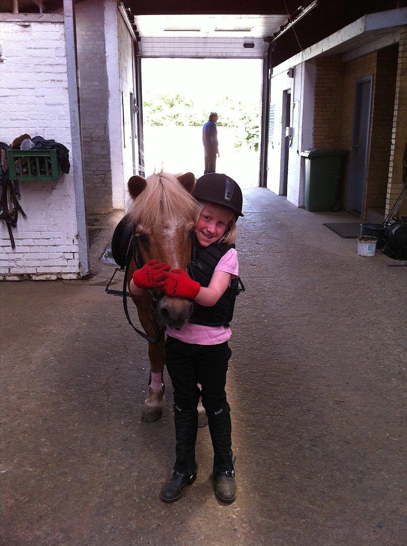 Shetlænder Lille Prins <3 JEG ELSKER DIG<3 - Elsker det biled billede 13