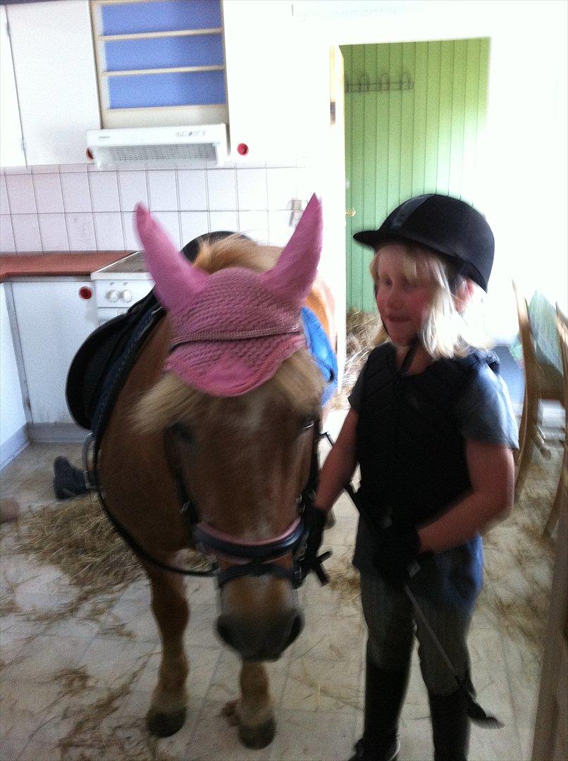 Shetlænder Lille Prins <3 JEG ELSKER DIG<3 - der inde er mit hø billede 14