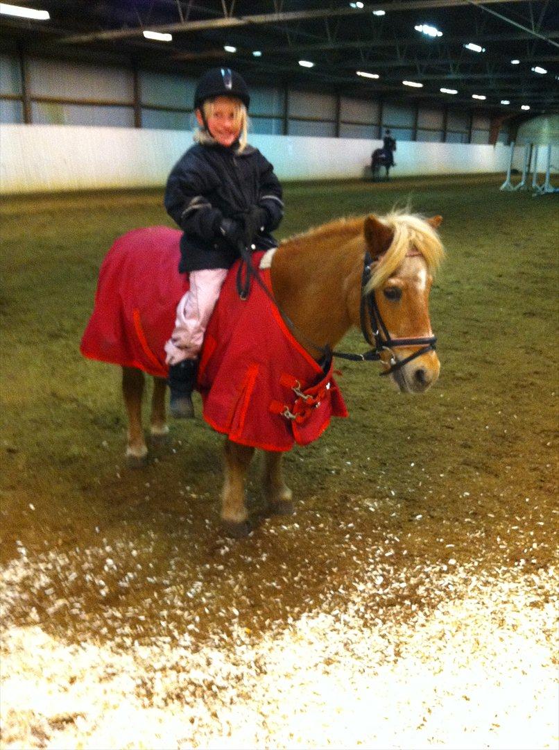 Shetlænder Lille Prins <3 JEG ELSKER DIG<3 - Jeg skrev dit navn på papiret, men læren tog det! Jeg skrev dit navn med blade, men vinden tog det! Jeg skrev dit navn i sandet, men vandet tog det! Jeg skrev dit navn i mit hjerte, og der vil det ALTID stå! Du er ubeskrivlilg Lille prins!!!!!! <3<3<3<3 billede 16