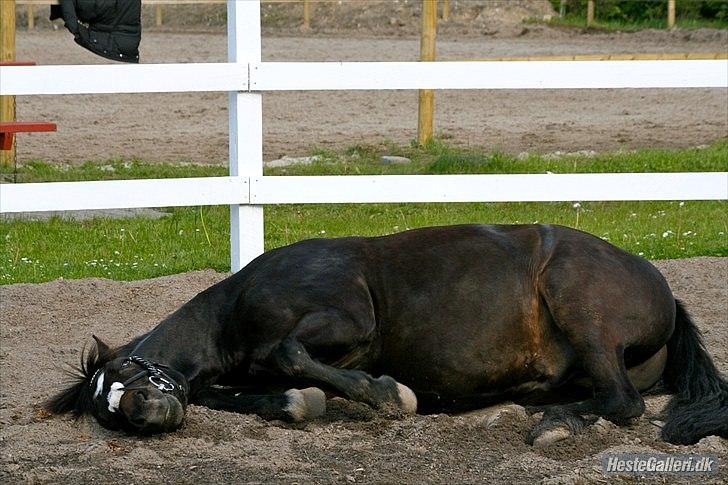 Welsh Cob (sec D) Merlyns Puzzle   billede 14