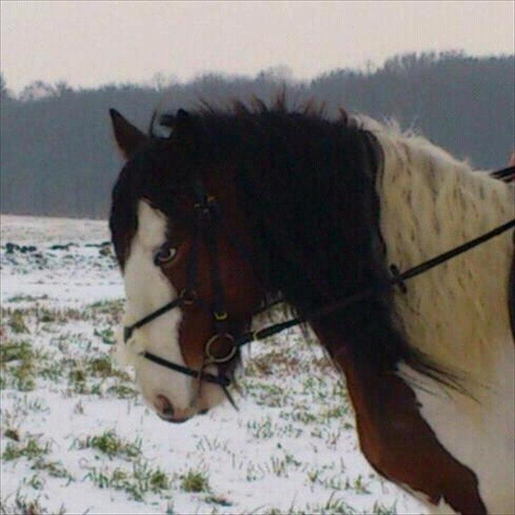 Tinker Satin´s Bacardi (tidligere hest)  - vintertur billede 18