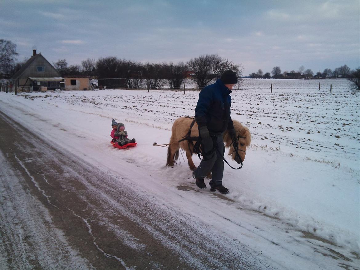 Shetlænder Søndergårds Figaro *rip* billede 18