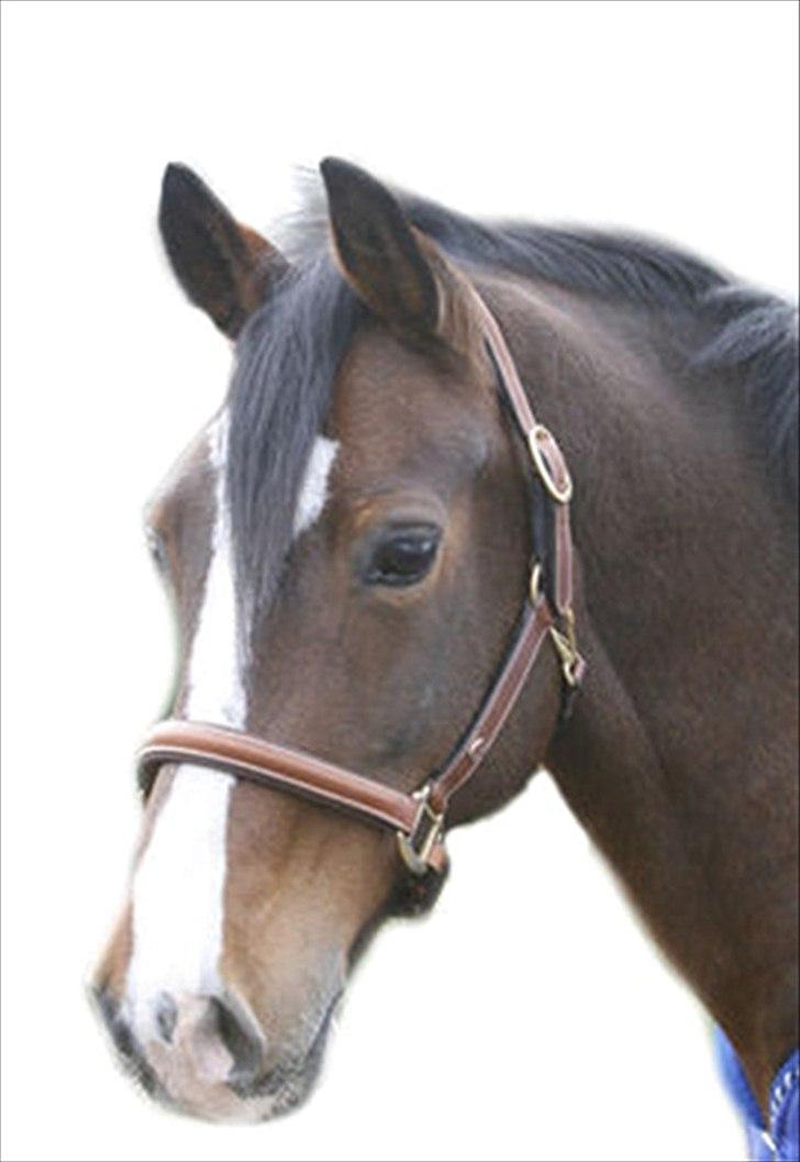 Welsh Cob (sec D) Tango - „Jeg drømmer mig tilbage til de gode gamle dage. Hvor det bare var digmig, og ingen andre Du er alt hvad der fylder mine tanker.“
 billede 11