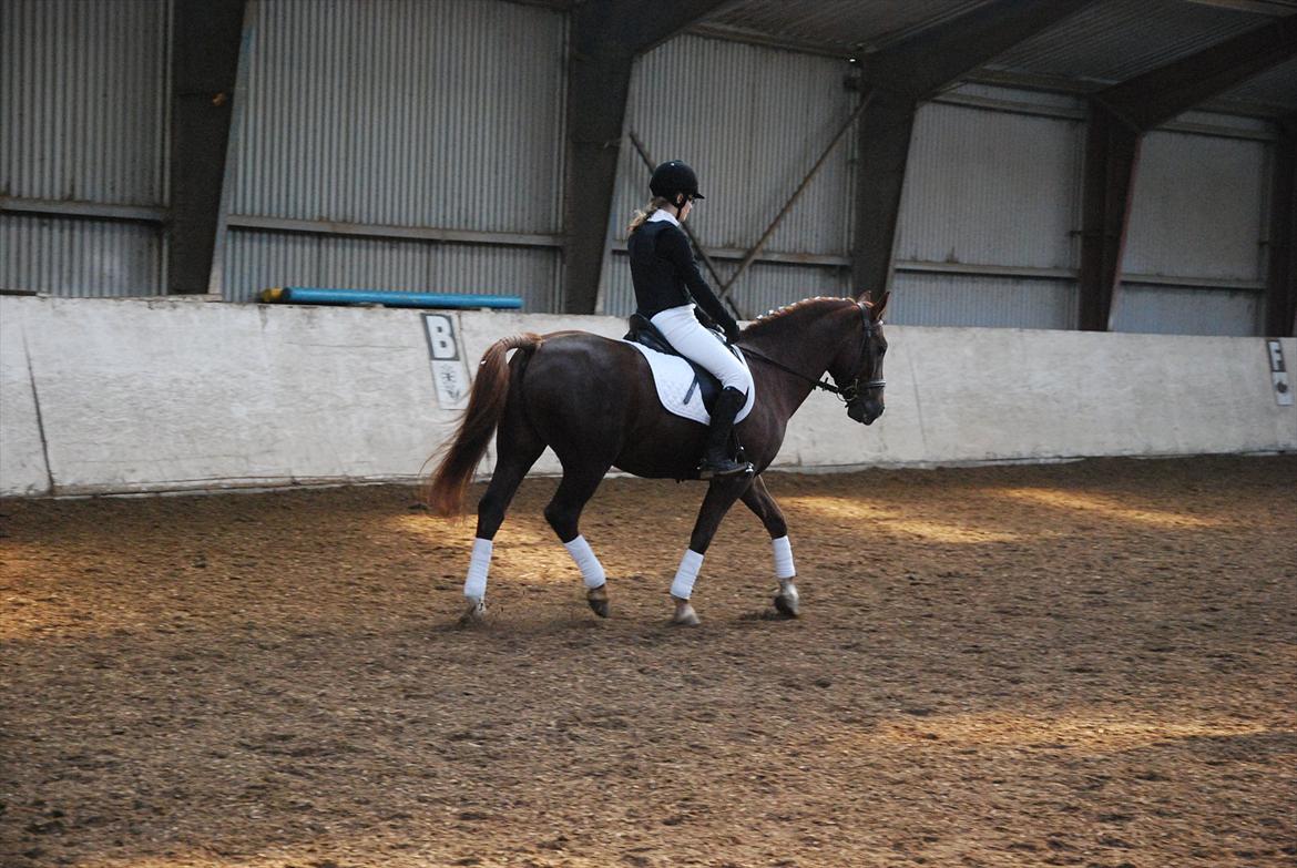 New Forest Igor billede 18