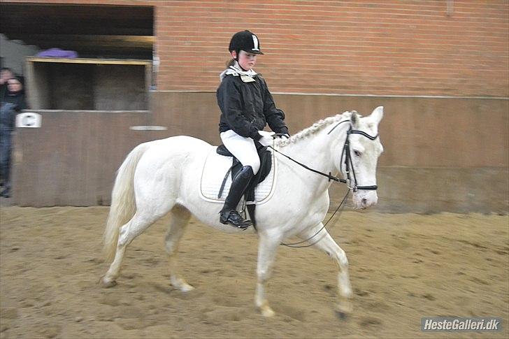 Knabstrupper Araber l Stella SOLGT ! billede 1