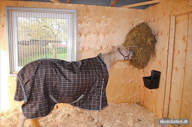 Knabstrupper Araber l Stella SOLGT ! billede 2