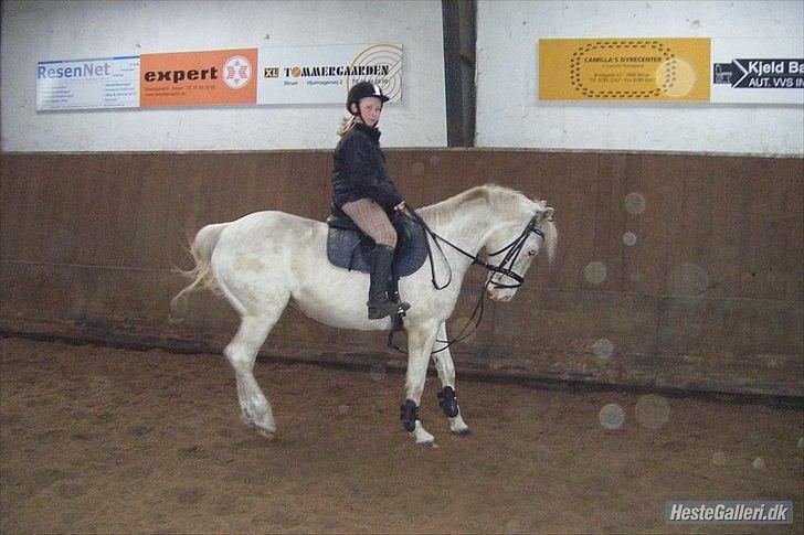 Knabstrupper Araber l Stella SOLGT ! billede 3