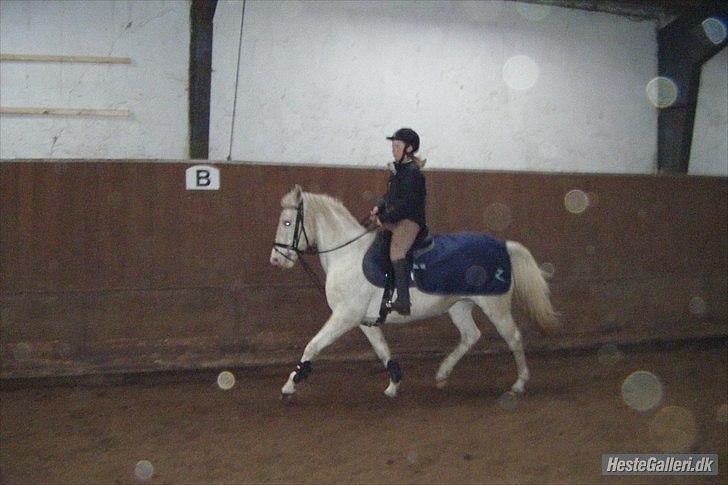 Knabstrupper Araber l Stella SOLGT ! billede 4